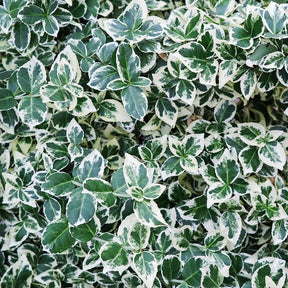 Spindelstrauch 'Emerald Gaiety' - Willemse