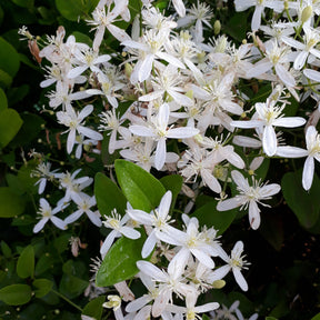 Immergrüne Waldrebe - Clematis armandii - Clematis