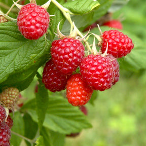 Himbeere 'Malling Promise' - Rubus idaeus 'malling promise' - Kleine Obstbäume