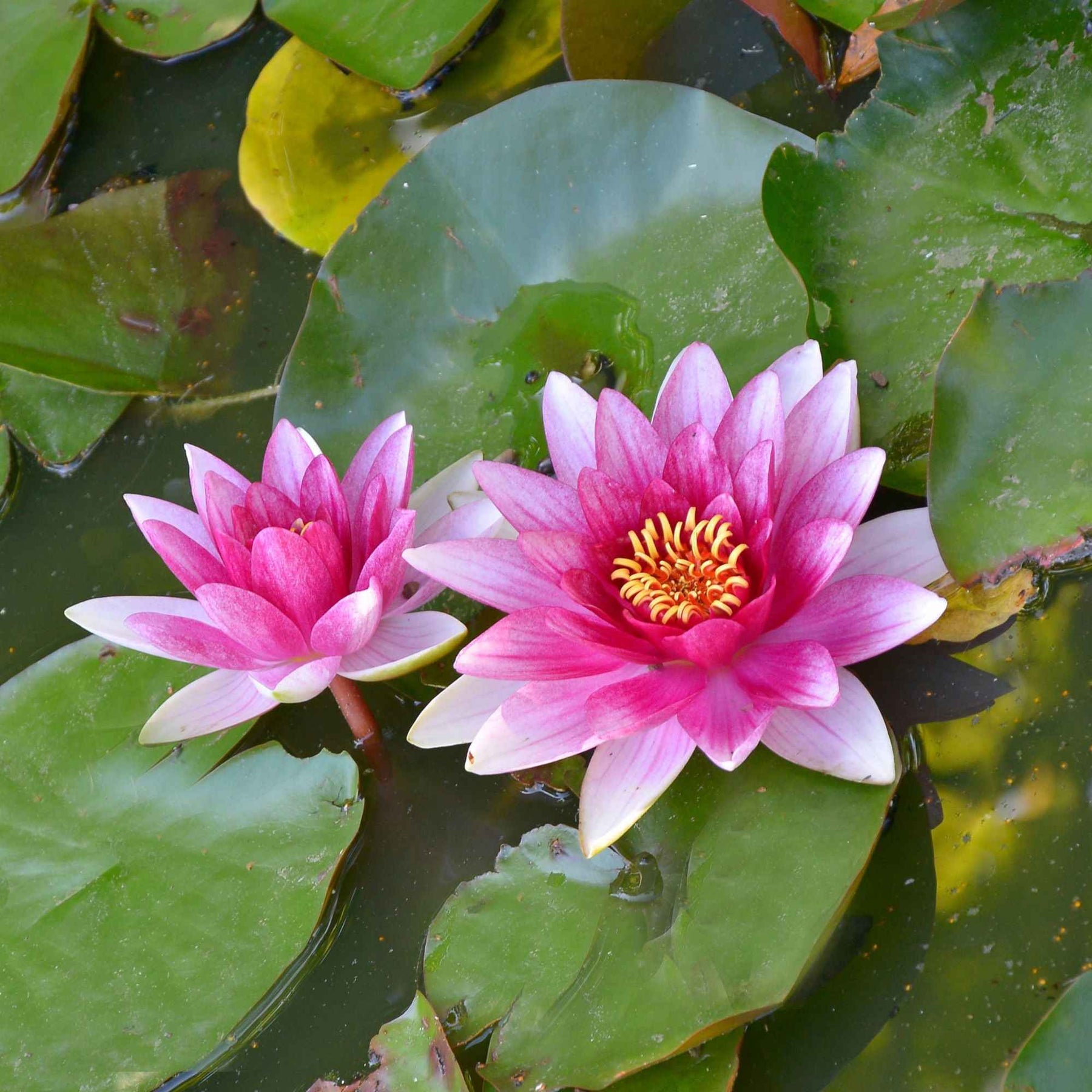 Seerose 'Escarboucle' - Nymphaea escarboucle - Willemse