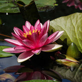 Seerose 'James Brydon' - Nymphaea james brydon - Willemse