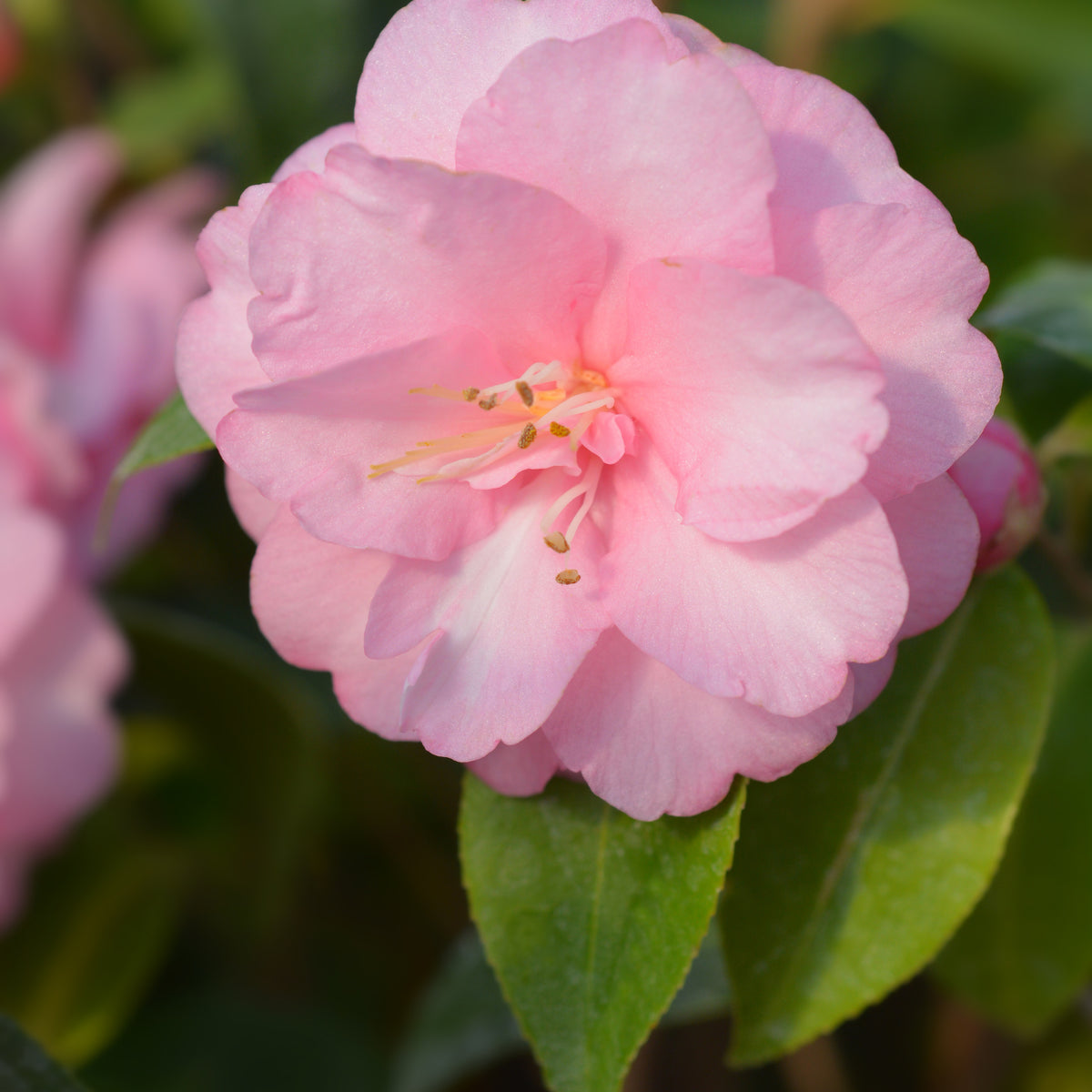 Kamelie 'Spring Festival' - Willemse