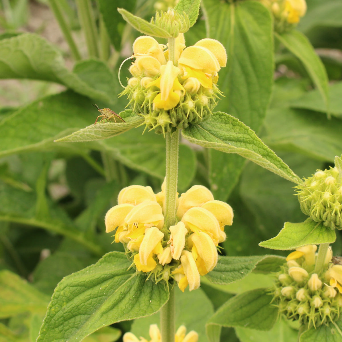 Brandkraut - Willemse