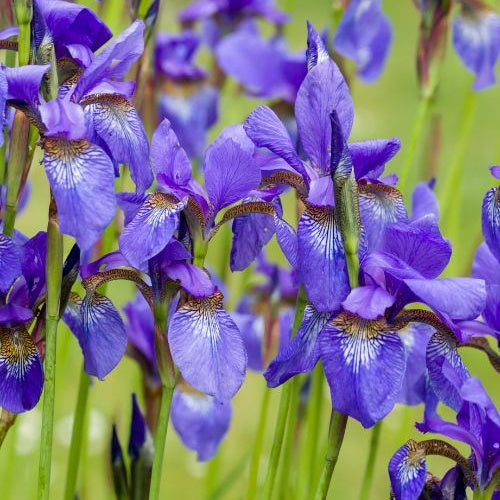 Sibirische Schwertlilie - Iris sibirica - Willemse