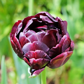 Tulpen 'Black Hero' (x10) - Tulipa black hero - Tulpen