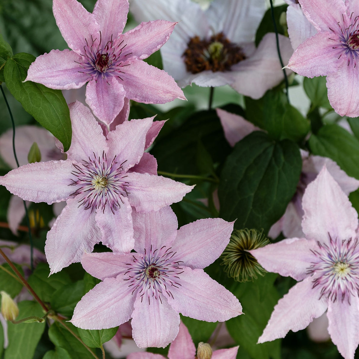 Waldrebe ‘Hagley Hybrid’ - Willemse