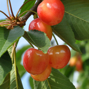 Kirschbaum 'Bigarreau Napoléon' - Prunus avium bigarreau Napoléon - Willemse