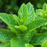 Grüne Minze - Mentha spicata crispa - Minze