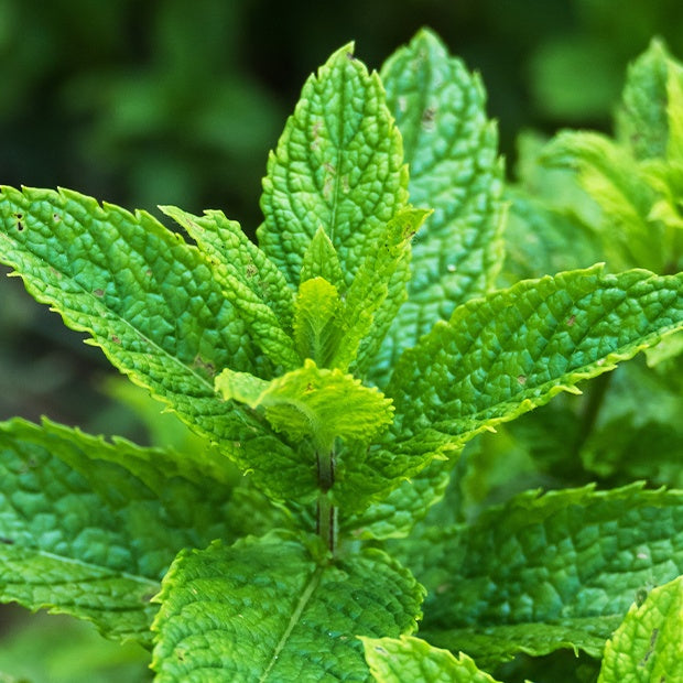 Grüne Minze - Mentha spicata crispa - Minze