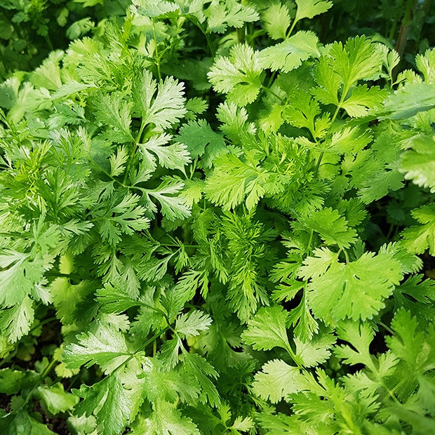 Koriander Coriandrum sativum - Coriandrum sativum marino - Willemse