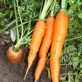 Möhre 'Nantaise 2 Forto' - Daucus carota nantaise améliorée 2 race forto - Willemse