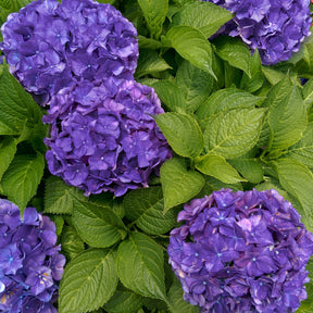 Bauernhortensie 'Deep Purple Dance' - Willemse