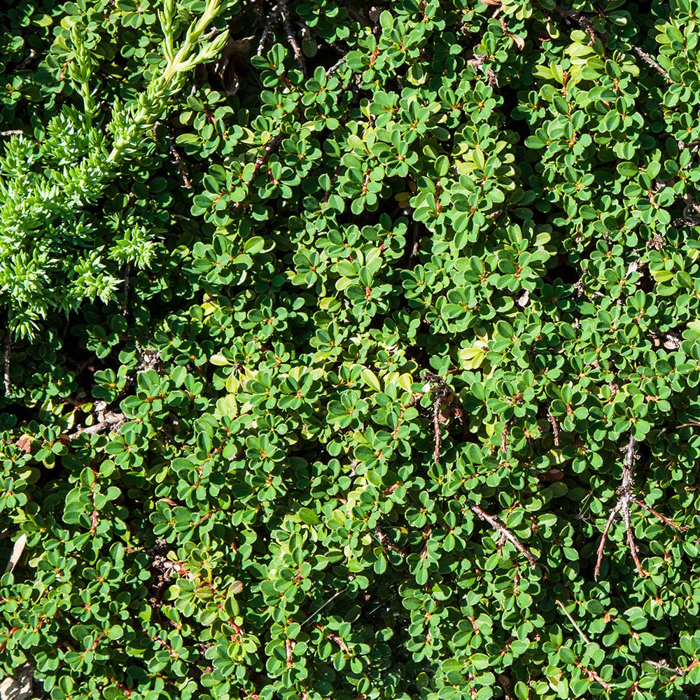Teppich-Zwergmispel 'Major' - Cotoneaster Dammeri - Willemse