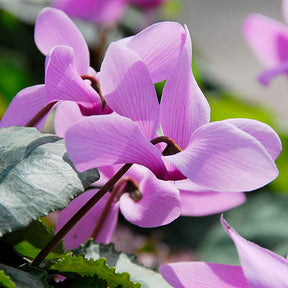 Alpenveilchen rosa (x3) - Cyclamen hederifolium - Willemse