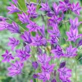 Triteleie 'Queen Fabiola' (x100) - Willemse