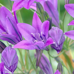 Triteleie 'Queen Fabiola' (x100) - Triteleia ixioides 'queen fabiola' - Willemse