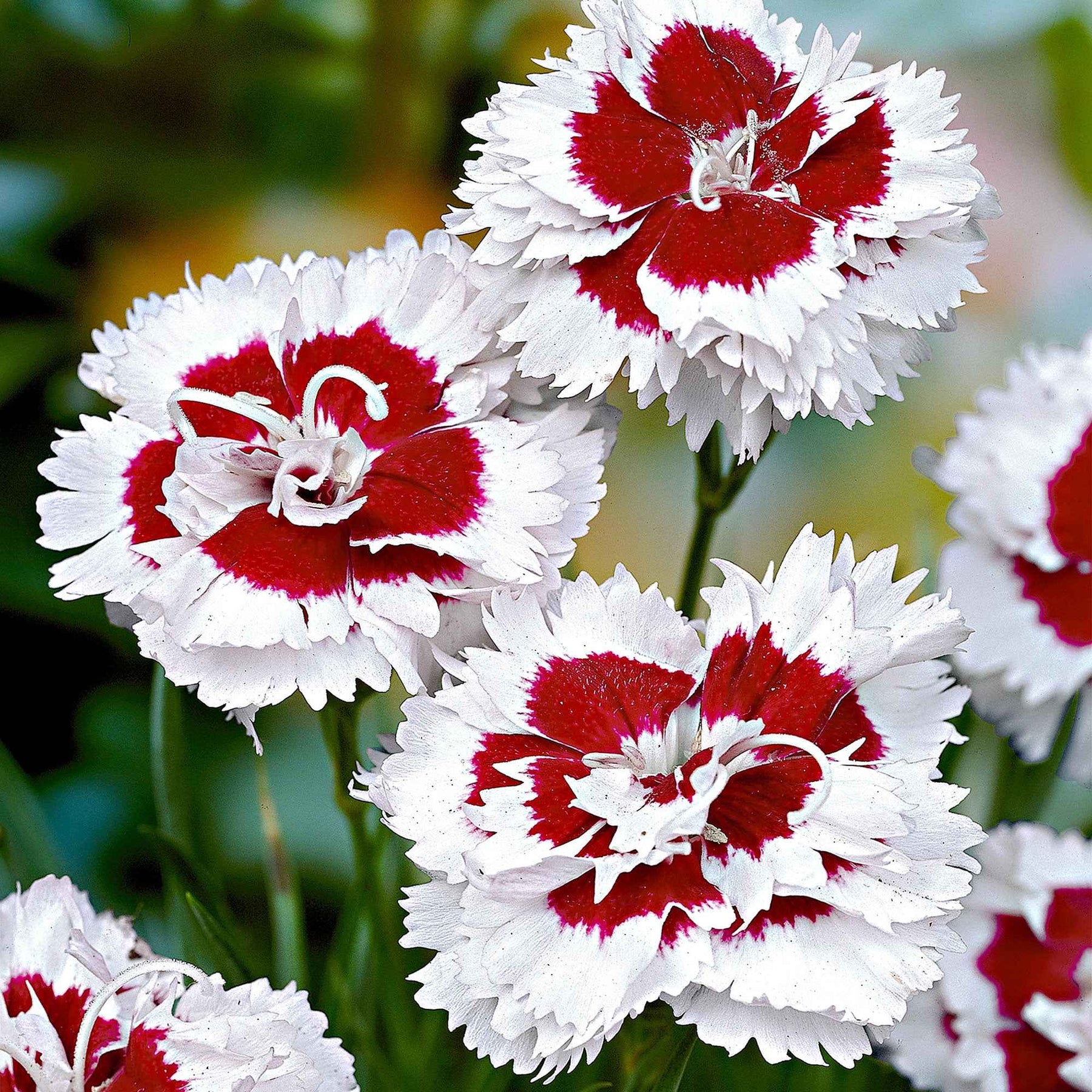 Allwoods Nelke 'Alice' (x3) - Willemse