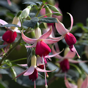 Fuchsia 'Celia Smedley' (x3) - Fuchsia Celia Smedley - Willemse