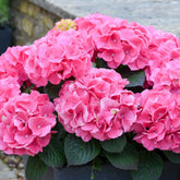 Bauernhortensie 'Rosita' - Hydrangea macrophylla Rosita - Willemse