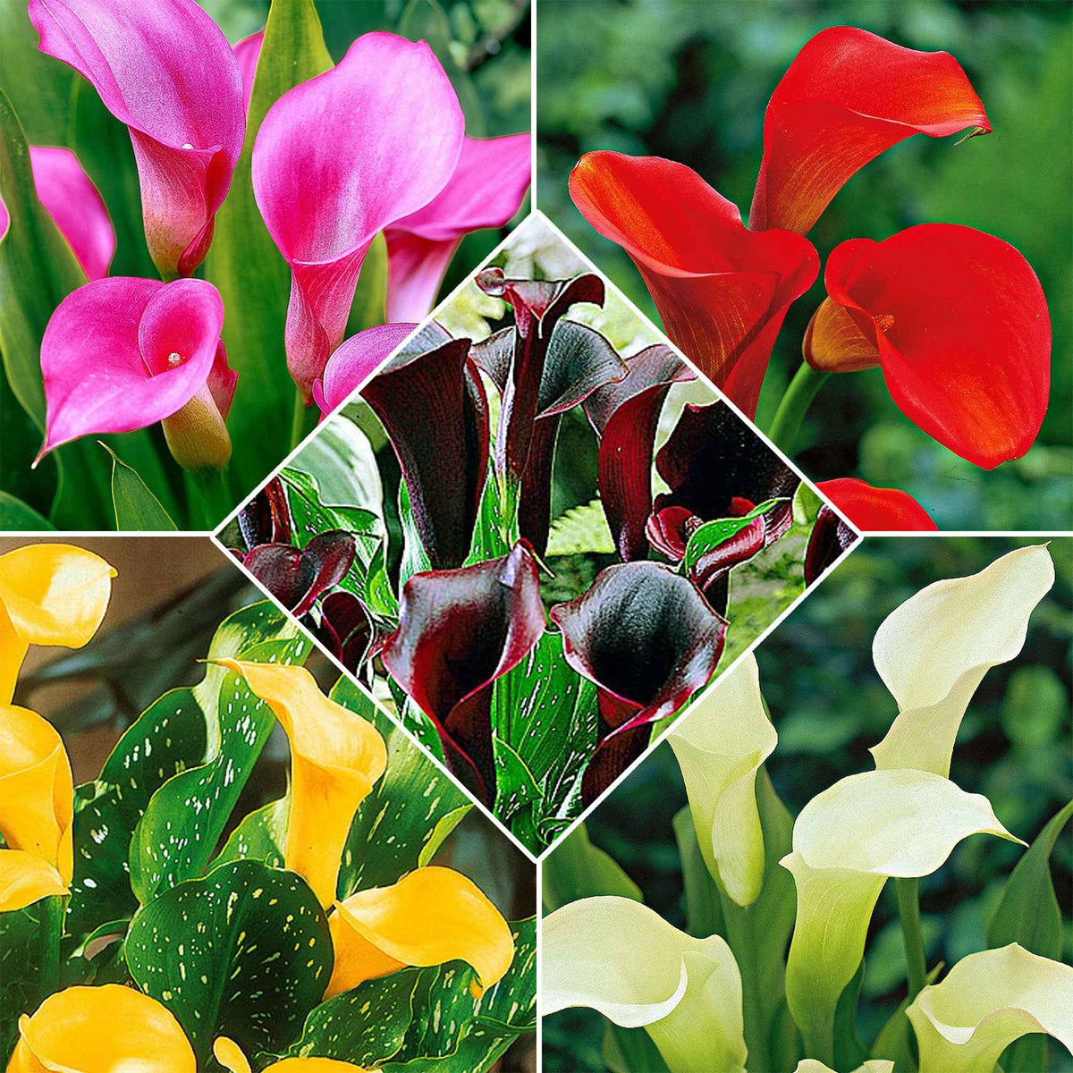 Calla Mischung (x5) - Willemse