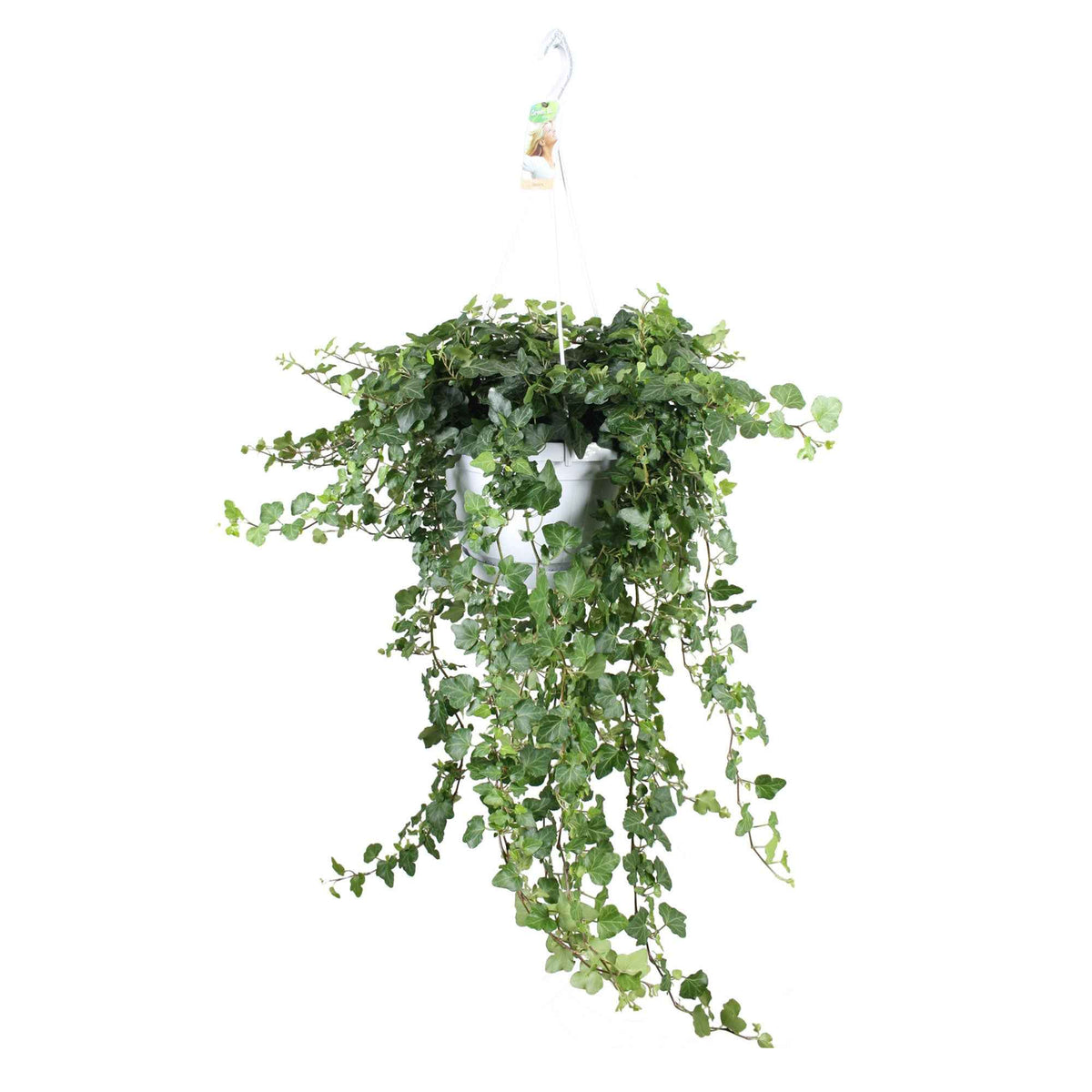 Hedera helix wonder - Efeu 'Wonder' - Efeu - Hedera
