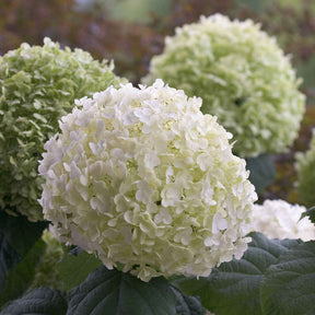 Verkauf Hortensie 'Strong Annabelle'