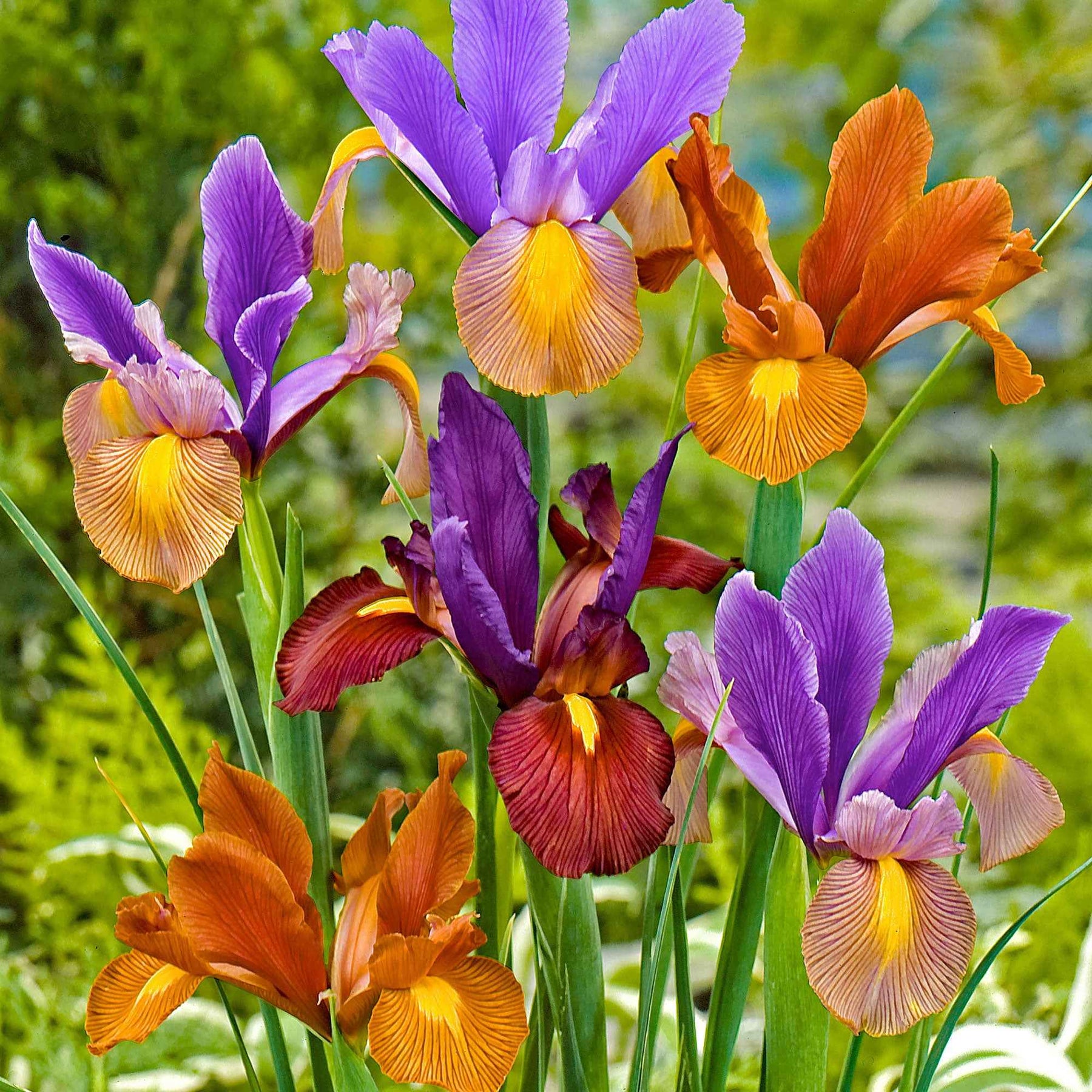 Holländische Iris 'Tiger' Mischung (x40) - Willemse