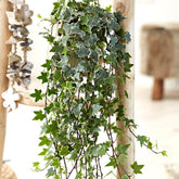 Gewöhnlicher Efeu 'Eva' - Hedera helix eva