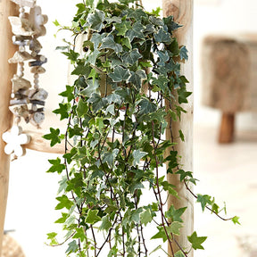 Gewöhnlicher Efeu 'Eva' - Hedera helix eva