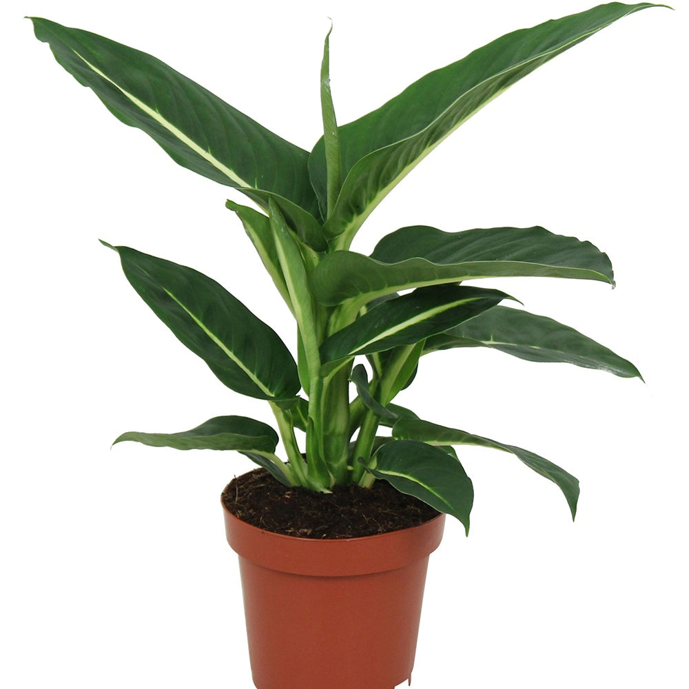 Dieffenbachie 'Green Magic' - Dieffenbachia green magic
