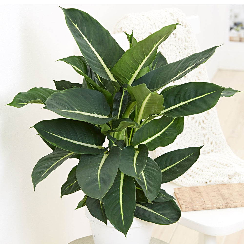 Dieffenbachie 'Green Magic' - Dieffenbachia green magic