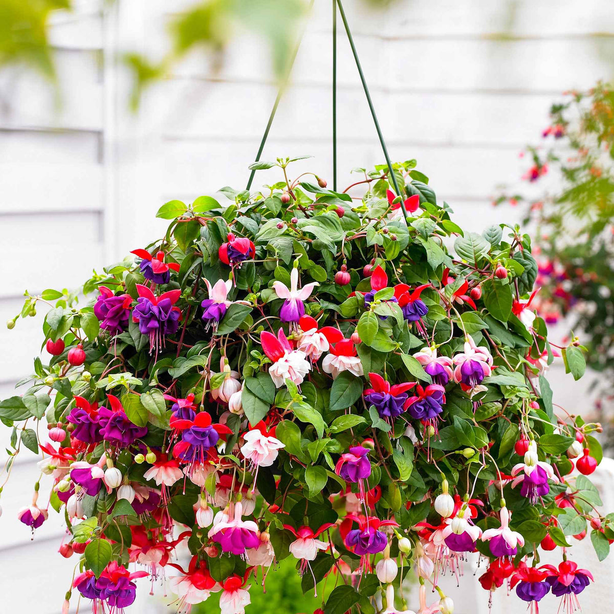 Fuchsien-Kollektion 'Blue Angel', 'Dark Eyes', 'Swingtime' - Willemse