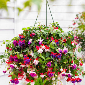 Fuchsien-Kollektion 'Blue Angel', 'Dark Eyes', 'Swingtime' - Willemse