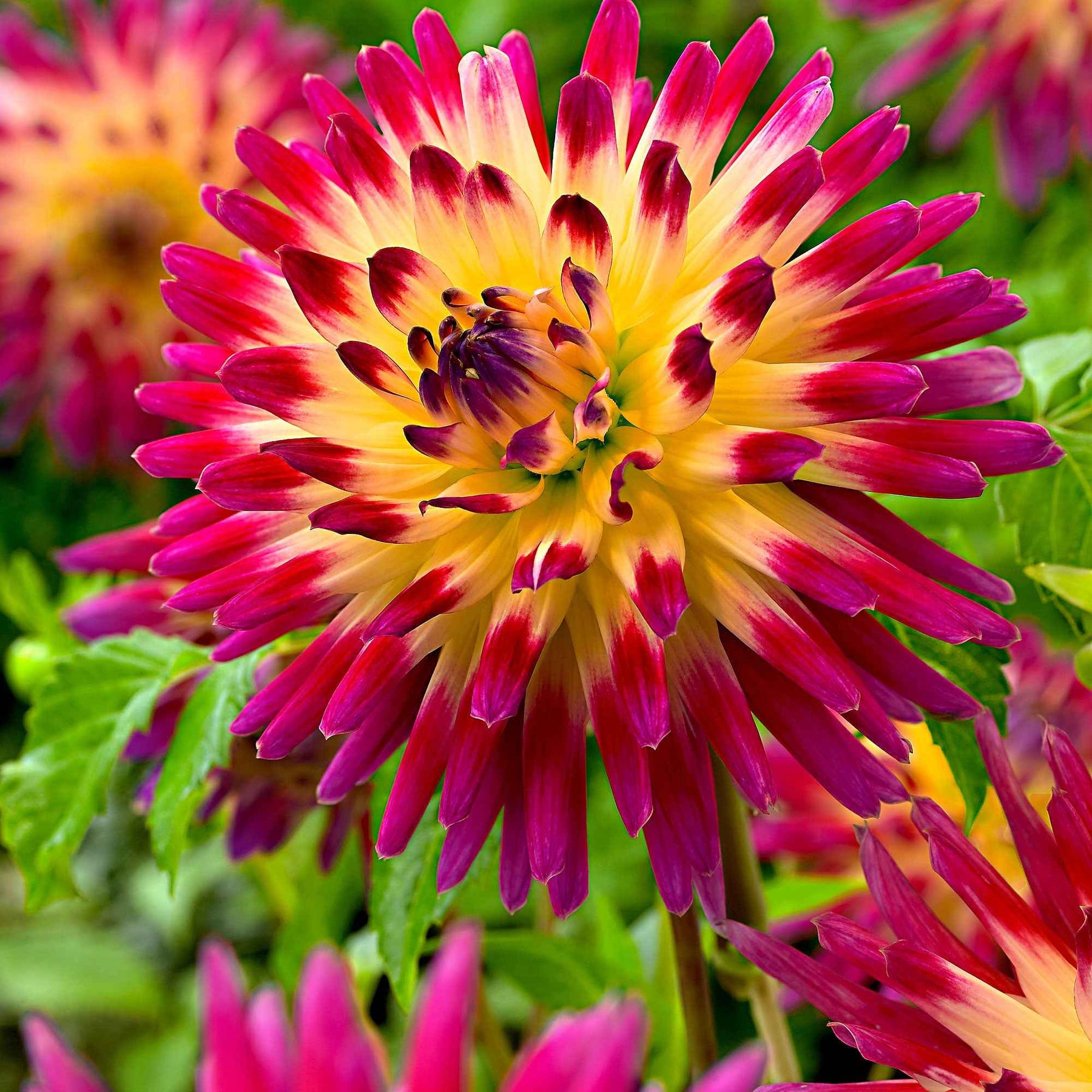 Kaktus Dahlie 'Tahiti Sunrise' (x3) - Willemse