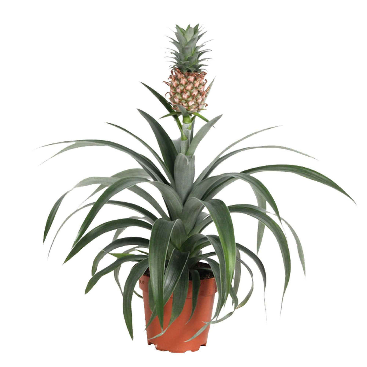 Ananaspflanze Ananas 'Corona' - Willemse