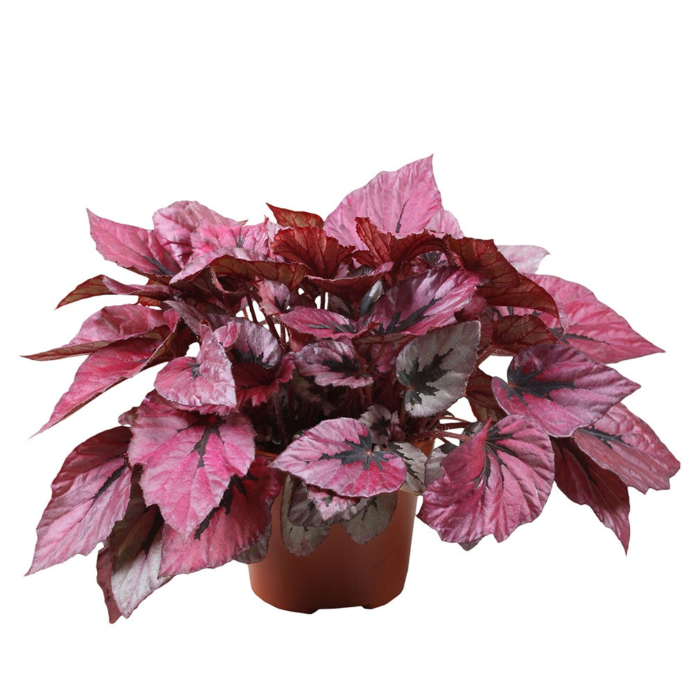 Blattbegonie 'Indian Summer' - Begonia beleaf indian summer - Grüne Zimmerpflanzen