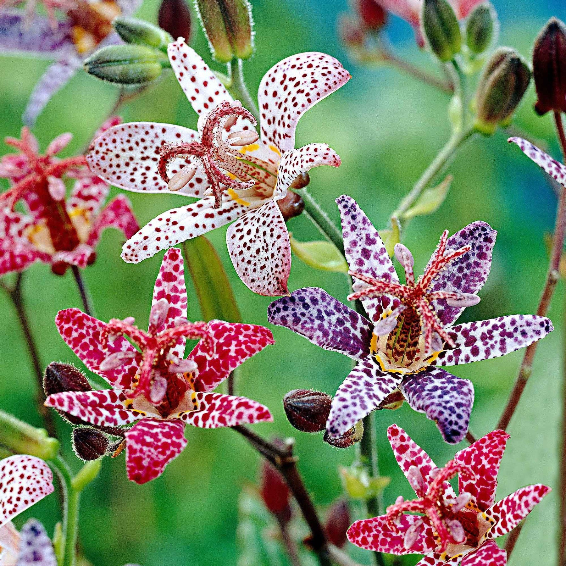 Japanische Krötenlilien Mischung (x5) - Willemse