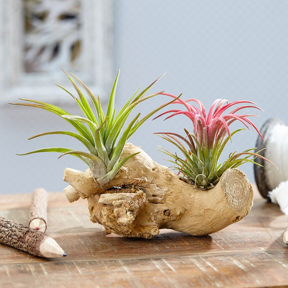 Tillandsien auf Holz-Halterung - Tillandsia