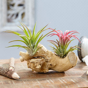 Tillandsien auf Holz-Halterung - Tillandsia