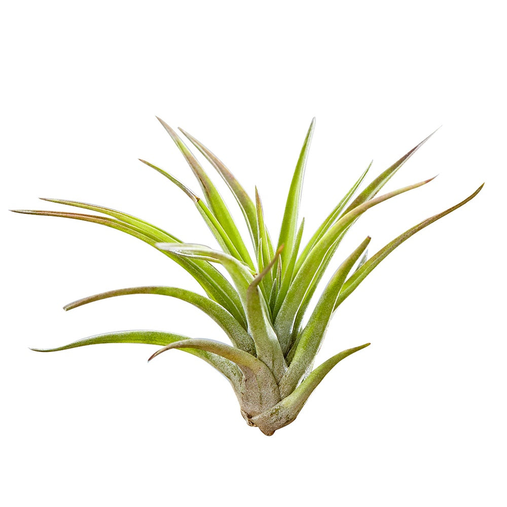 Tillandsien auf Holz-Halterung - Tillandsia