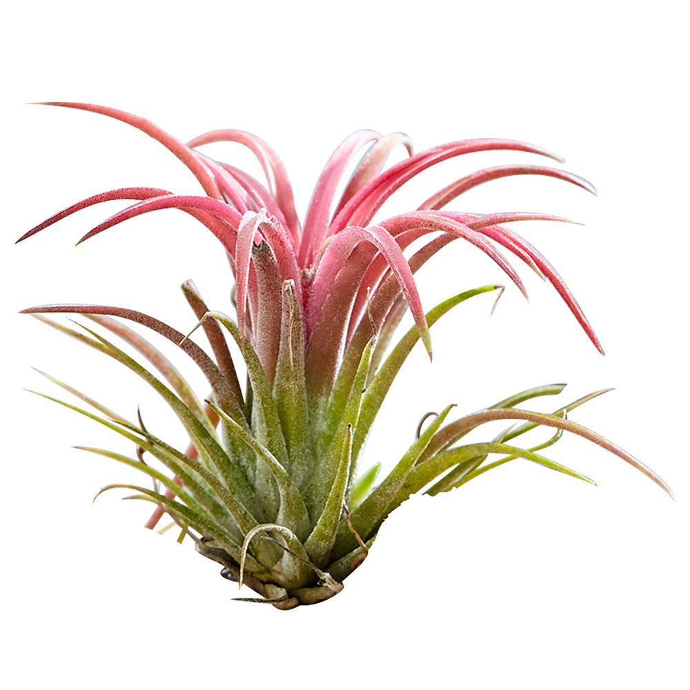 Tillandsien auf Holz-Halterung - Tillandsia