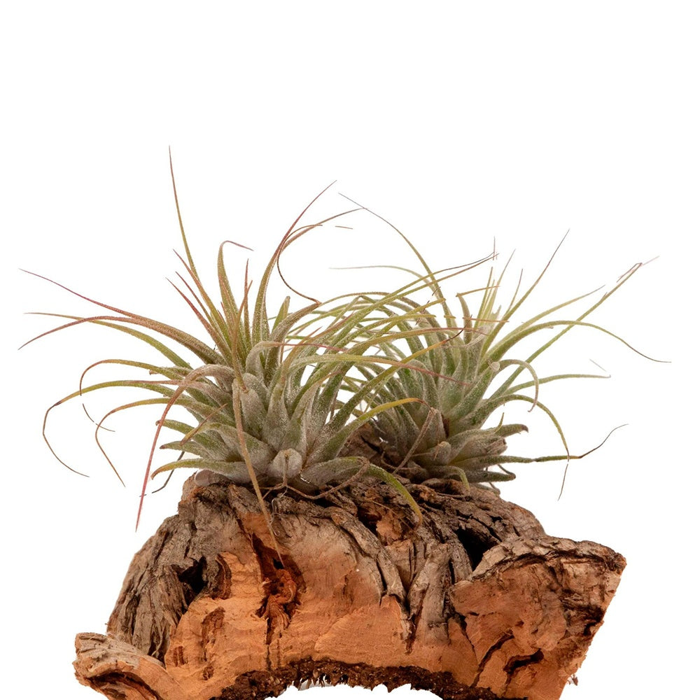 Tillandsien auf Holz-Halterung - Tillandsia