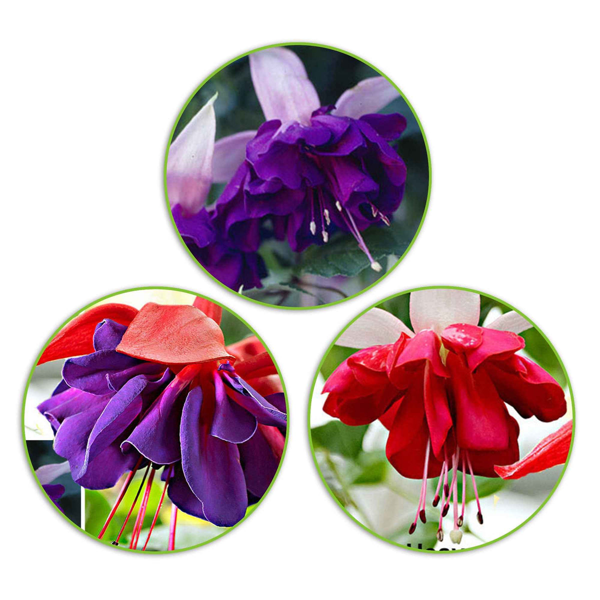Fuchsien Mischung 'Seventh Heaven' + 'Voodoo' + 'Royal Mosaic' (x3) - Willemse