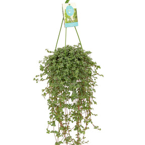 Pilea glaucophylla - Kanonierblume - Grüne Zimmerpflanzen
