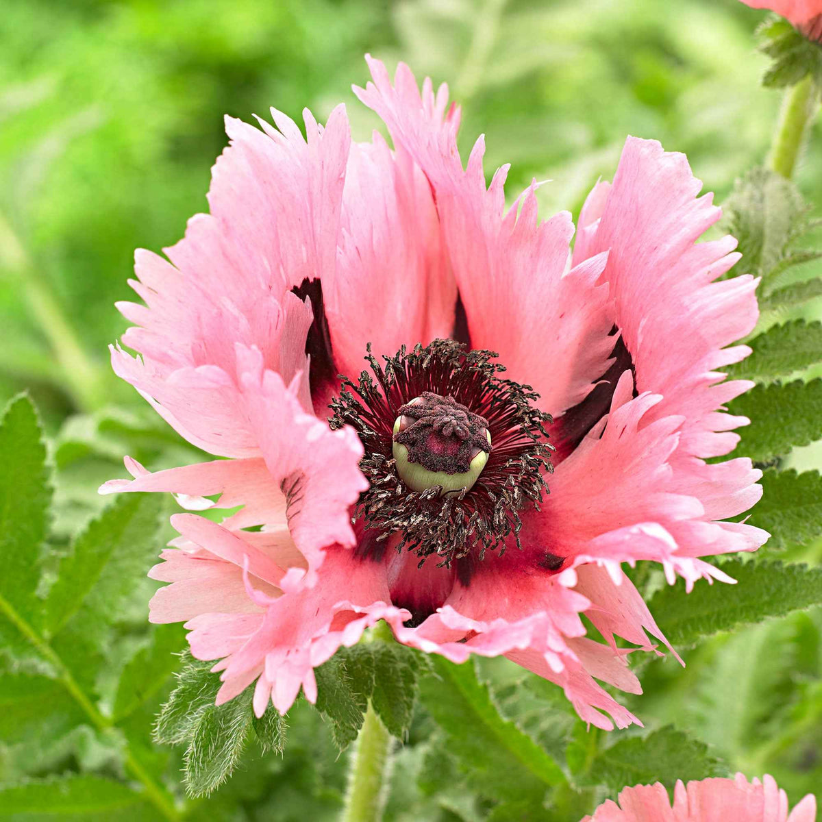 Orientalischer Mohn 'Pink Perfection' (x2) - Willemse