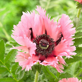 Orientalischer Mohn 'Pink Perfection' (x2) - Willemse