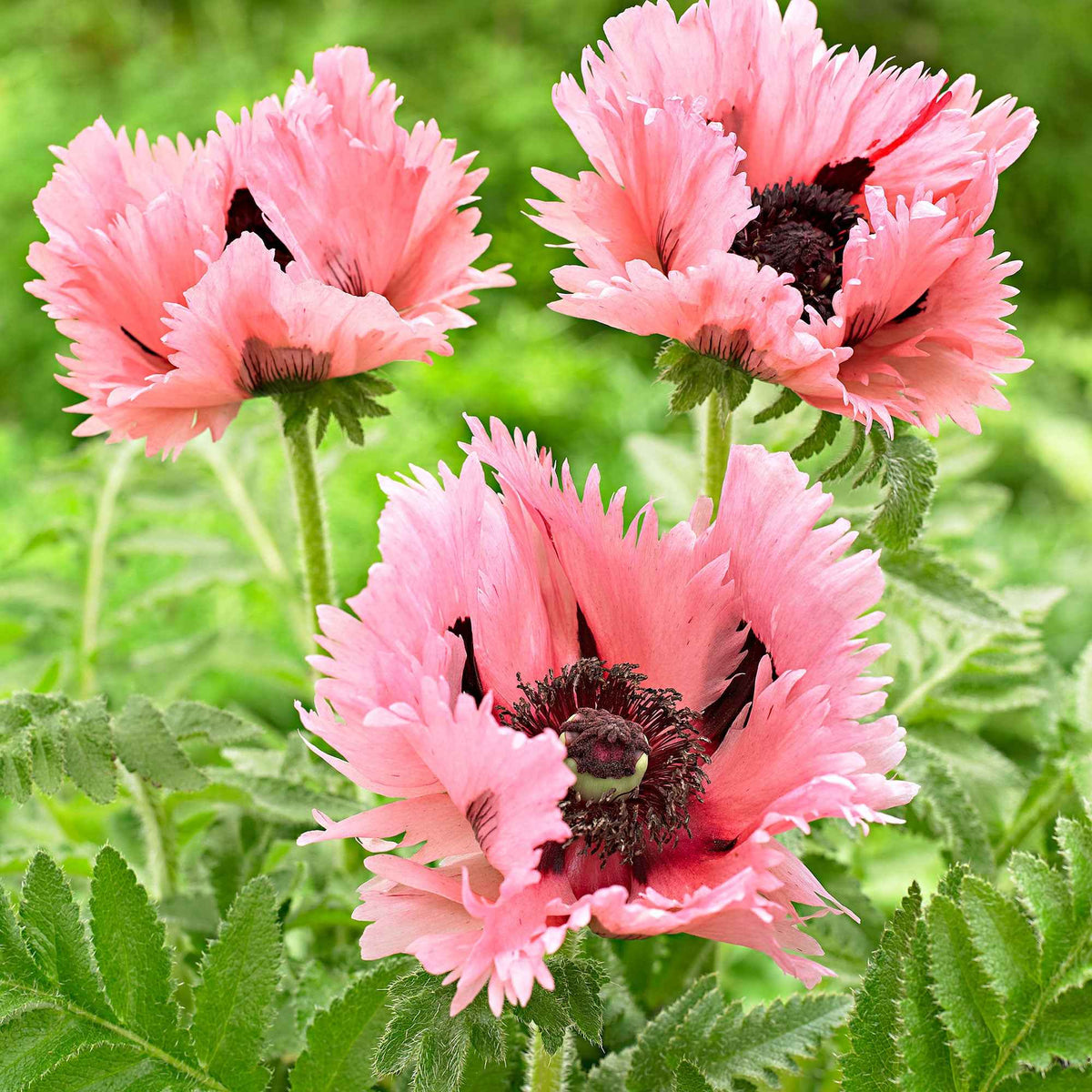 Orientalischer Mohn 'Pink Perfection' (x2) - Papaver orientale Pink Perfection - Willemse