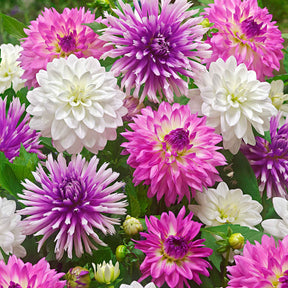 Dahlien Mischung 'All Summer Long' (x5) - Willemse