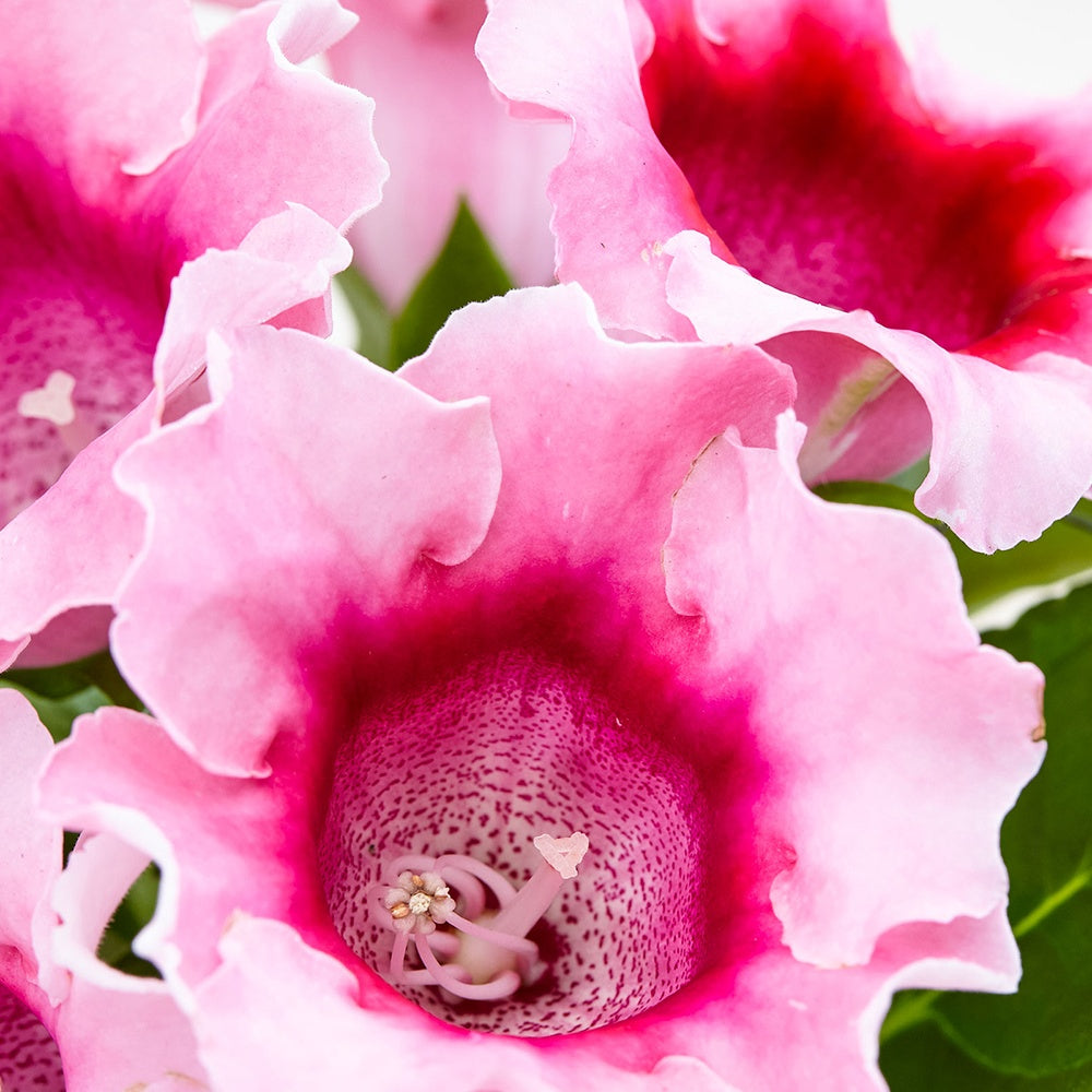 Sinningia speciosa Rosa - Sinningia speciosa pink