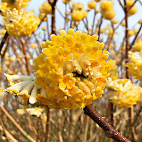 Papierbusch ‘Grandiflora’ - Willemse
